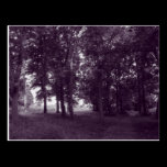 Wood, Bute Park Cardiff - Purple toned postcards