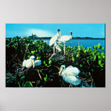 Wood Stork Chicks Posters