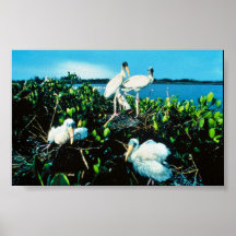 Wood Stork Chicks Print
