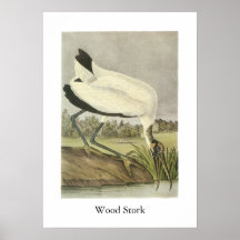 Wood Stork, John Audubon Print