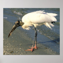 Wood Stork Poster