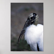 Wood Stork Posters