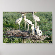 Wood storks on nest print