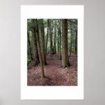 Wooded Path Print