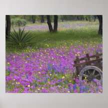 Wooden Cart in field of Phlox, Blue Bonnets with Posters