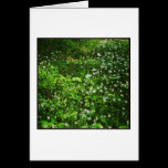 Woodland Floor cards
