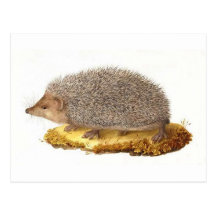 Woodland Hedgehog Post Card