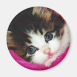 Worlds Cutest Kitten Magnets
