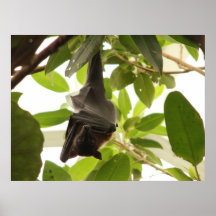 Wraped Up Fruit Bat Poster