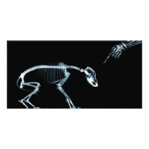 X-Ray Skeletons Blue Bad Dog Photo Cards