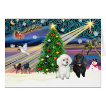 Xmas Magic-Min Poodle-Pair-Blk-White Card