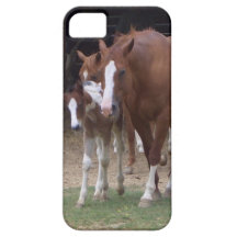 XX- Horse Photography Art Design iPhone 5 Covers