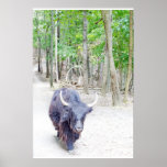 Yak Photograph Poster