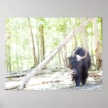 Yak Photograph Posters