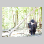 Yak Photograph posters
