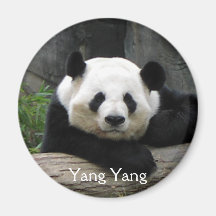 Yang Yang Panda Magnet