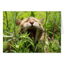 Yawning Cat -Greeting / note card