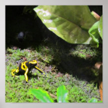 Yello Dart Frog Posters