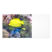 Yellow and Blue Tang Fish Photo Cards