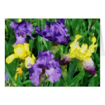 Yellow and Purple Irises Greeting Cards
