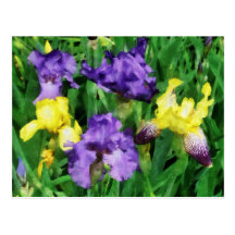 Yellow and Purple Irises Post Cards