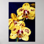 Yellow and Purple Orchids Posters
