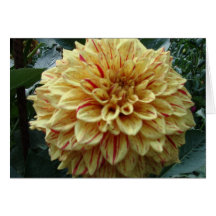 Yellow and Red Dahlia Card