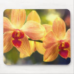 Yellow and Red Striped Phalaenopsis Orchids Mousemats