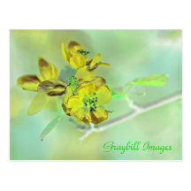 Yellow Apple Blossom Postcard