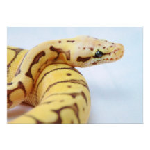 Yellow Ball Python Close Up Announcement