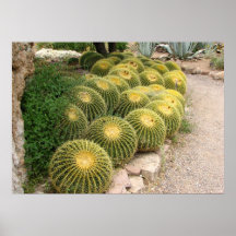 yellow barrel cactus print
