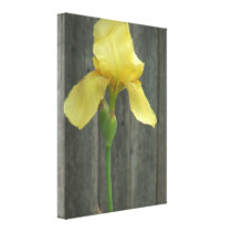Yellow Bearded Iris and Old Wooden Fence canvas prints