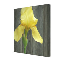 Yellow Bearded Iris and Old Wooden Fence canvas prints