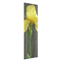 Yellow Bearded Iris and Old Wooden Fence canvas prints