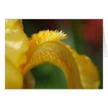 Yellow bearded iris greeting cards
