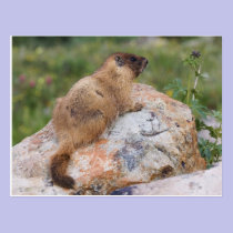 Yellow-bellied Marmot, Marmota flaviventris, postcards