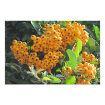 Yellow Berry Photo