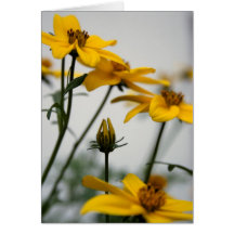 Yellow Bidens Greeting Cards