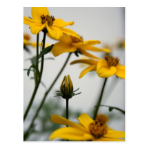 Yellow Bidens Postcards