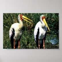 Yellow-billed Storks Posters