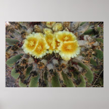 YELLOW BLOOMING BARREL CACTUS POSTERS