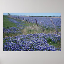 Yellow Blue bonnets flowers Print