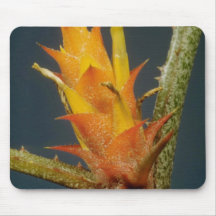yellow Bromeliade spp. flowers Mouse Pad