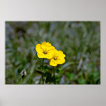 Yellow Buttercups flowers Posters