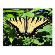 Yellow Butterfly ~ postcard