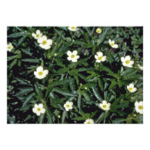 Yellow Canadian Anemone (Anemone Canadensis) Announcements