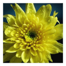 Yellow Chrysanthemum Invitations