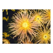 yellow Chrysanthemum 'Miss Atlanta' (Florist Chrys Custom Invitation
