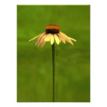 Yellow Coneflower Photography