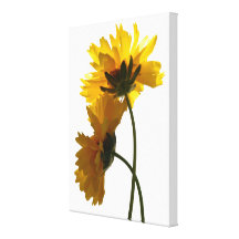 Yellow Coreopsis Flowers Wrapped Canvas Stretched Canvas Prints